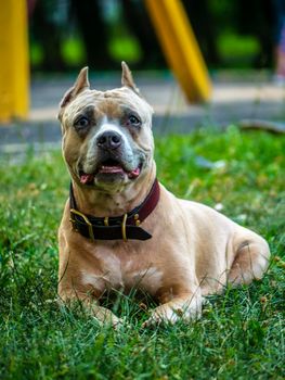 a happy dog, Staffordshire Bull Terrier. nature background