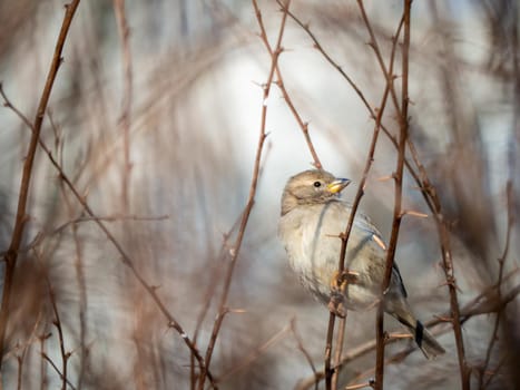 A timid brown little sparrow sits on a branch, a bird in the thick branches of an acacia tree. Wild and free nature. photo animalism. artistic blurring . low grip