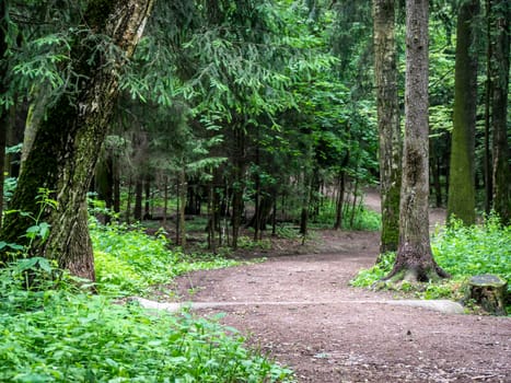 A rural road through a forest. general plan