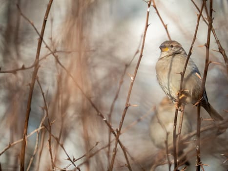 A timid brown little sparrow sits on a branch, a bird in the thick branches of an acacia tree. Wild and free nature. photo animalism. artistic blurring . low grip