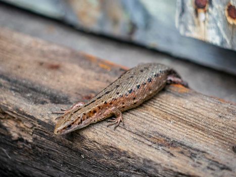 A small lizard with a tail basks in the sun in the summer sitting on wooden boards in the park. nature light