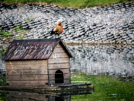 A beautiful bird house is floating on among the city pond in the Park. On the house sitting Seagull. Ducks sit at the threshold. Rare footage