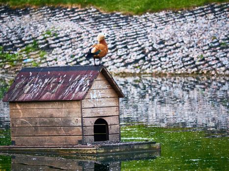 A beautiful bird house is floating on among the city pond in the Park. On the house sitting Seagull. Ducks sit at the threshold. Rare footage