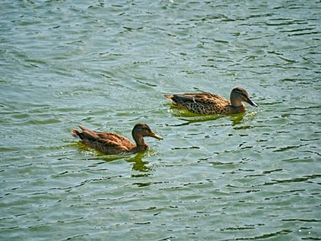 A flock of wild ducks on a river in the fall