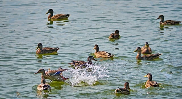 A flock of wild ducks on a river in the fall