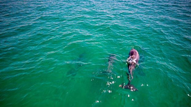 Amazing dolphins swimming in the ocean