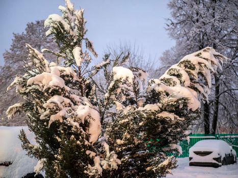 A snow-covered branch. Beautiful winter landscape with snow-covered trees.