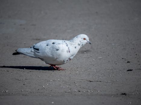 beautiful white pigeon on asphalt. color