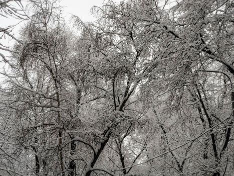 A snow-covered branch. Beautiful winter landscape with snow-covered trees.