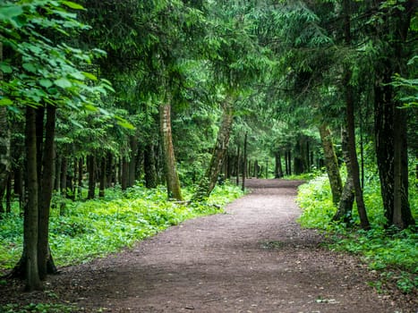 A rural road through a forest. general plan