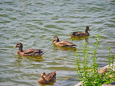 A flock of wild ducks on a river in the fall