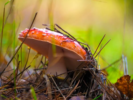 beautiful mushroom grows in the autumn forest