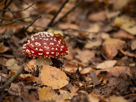 amanita muscaria, fly agaric, poisonous mushrooms with red pileus in autumn forest