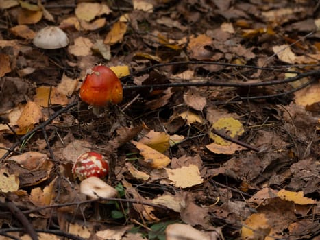 amanita muscaria, fly agaric, poisonous mushrooms with red pileus in autumn forest