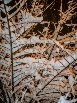 A snow-covered branch. Beautiful winter landscape with snow-covered trees.