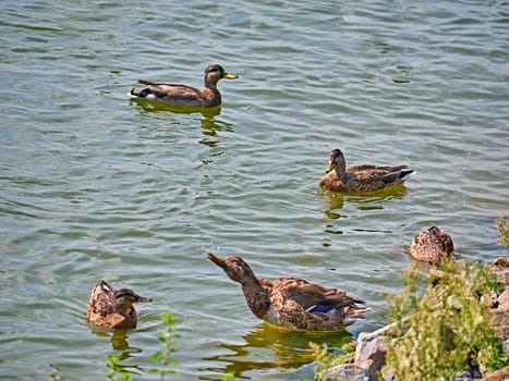 A flock of wild ducks on a river in the fall