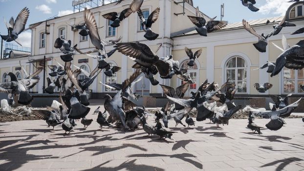 a flock of pigeons go to the landing