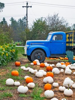 White and orange pumpkins laying on the ground beside the blue truck. Harvest season on a farm