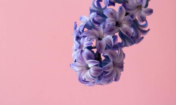 A lilac hyacinth flower highlighted on a pink background.The first spring flower is a lilac hyacinth