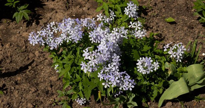 Phlox divaricata - wild sweet william - woodland phlox - wild blue phlox