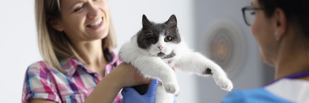 Close-up of smiling woman giving home pet to veterinarian. Veterinary surgeon examining cute cat at vet clinic. Veterinarian doctor making check up of animal. Veterinary medicine concept