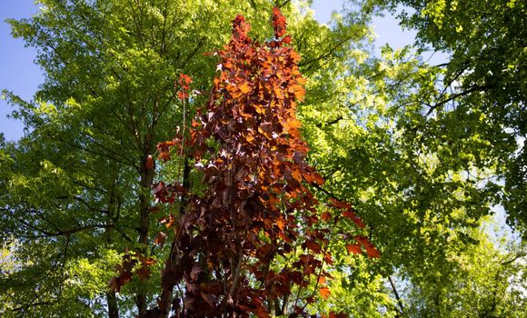 Beautiful background of red maple leaves in autumn, a conceptual image of nature in the park.