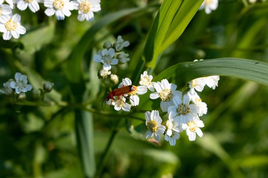 A brown beetle crawls over a white flower on a bright sunny day.