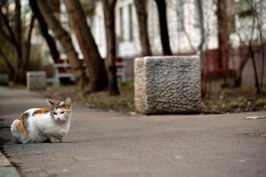 street red-haired cat on the sidewalk