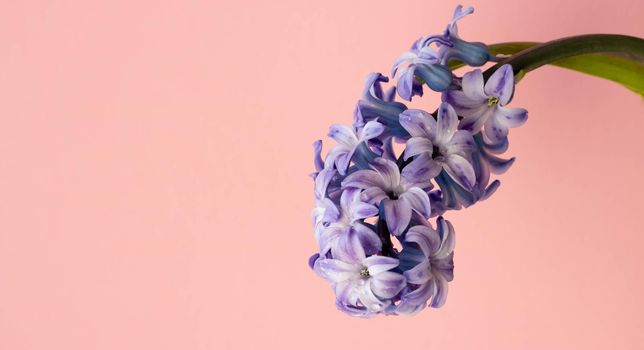 A lilac hyacinth flower highlighted on a pink background.The first spring flower is a lilac hyacinth.