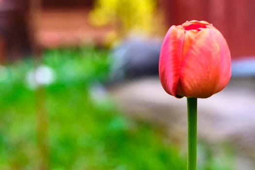 wildflowers on green grass, blurred background. View from above