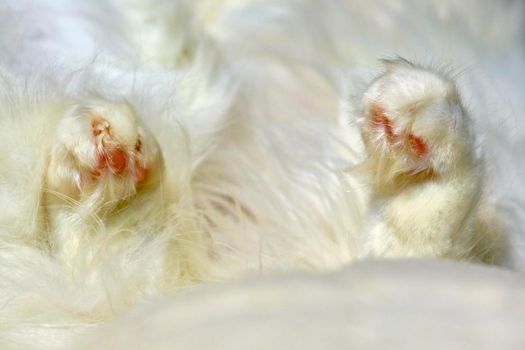 white paws of a sleeping cat color