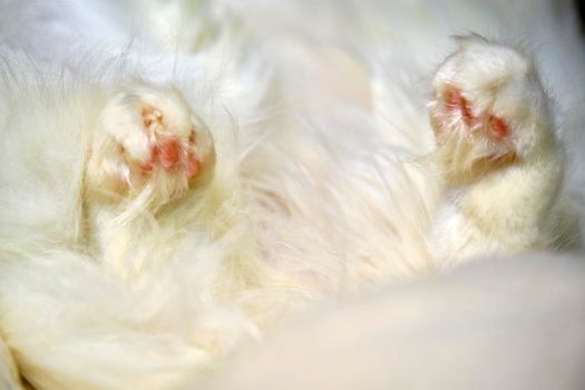 white paws of a sleeping cat color