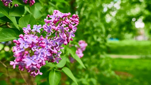 purple lilac flowers on a branch in spring. blurred background, General plan