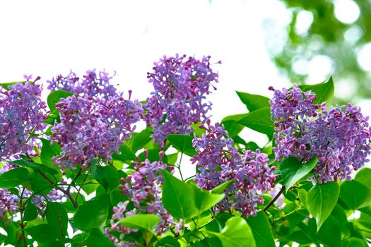 purple lilac flowers on a branch in spring. blurred background, General plan