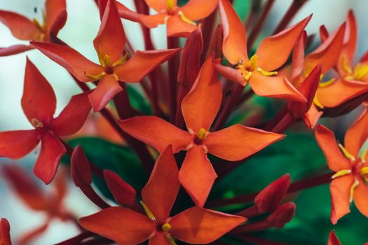 Real Abstract nature beauty photo background. RED orangish Santan Ixora Jungle Geranium flower bush garden plant. Macro close up Inflorescence four petals bloom yellow stamen. Botanic care, summer.