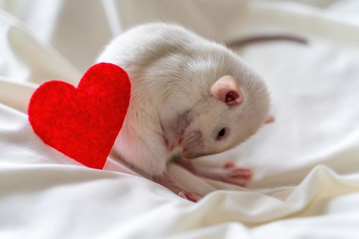 Little white rat in a female hand with manicure. On a light background. Nearby lies a red heart. Valentine's day concept, cute picture