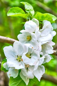 Apple blossoms on a branch macro