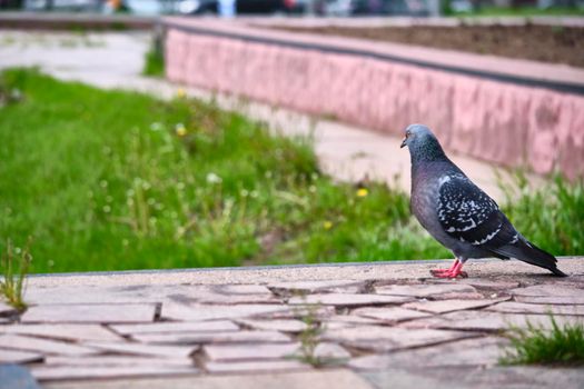 Pigeon Dove in the city streets Urban Birds.