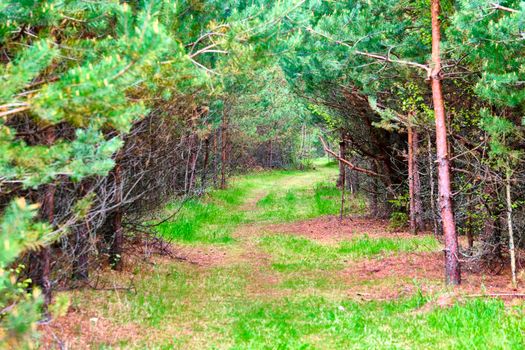 Forest path sunlight scene. Deep forest trail view. Forest trail landscape.