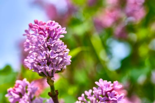 macro purple lilac flowers on a branch in spring. blurred background,