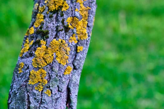 tree is covered with moss which damages the tree and kills it by allowing it to develop fungal diseases and infections.