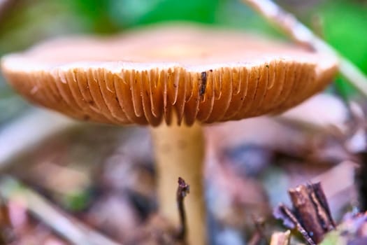 Wild mushroom growing in the forest. Natural soft focus