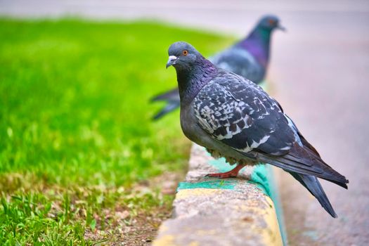 two pigeons sit on the kerb close up color