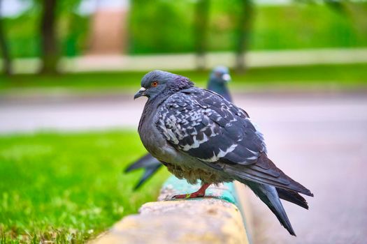 two pigeons sit on the kerb close up color