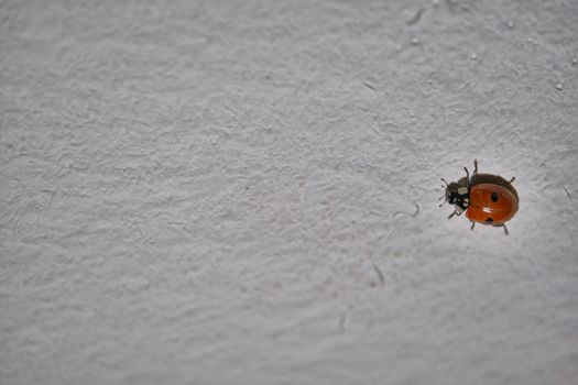 A ladybug climbing slowly along a wall