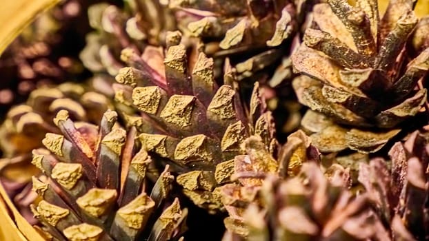 many lots of pine cones macro photo