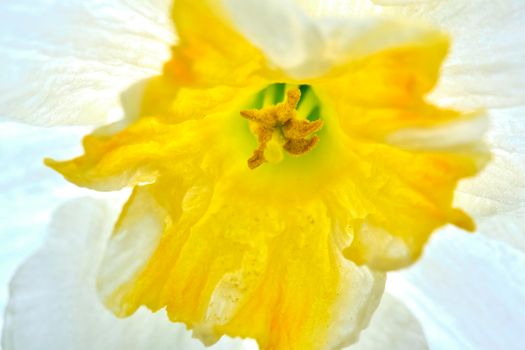 Macro photo of Narcissus, Bud