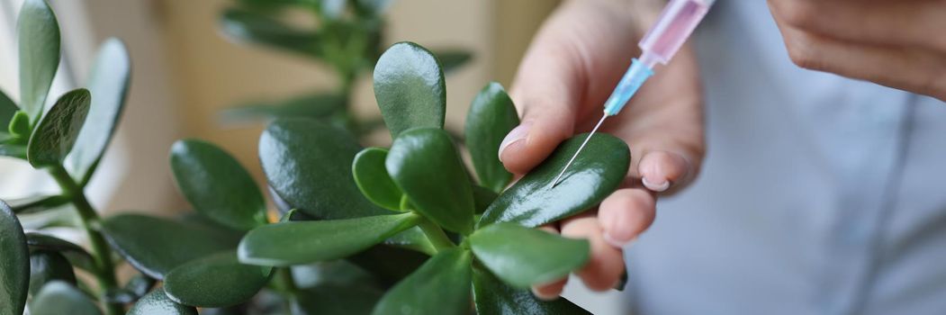 Close-up of female hands holding injection syringe with pink liquid. Woman injecting chemical substance in green leaf of plant. Genetic engineering techniques and laboratory research concept