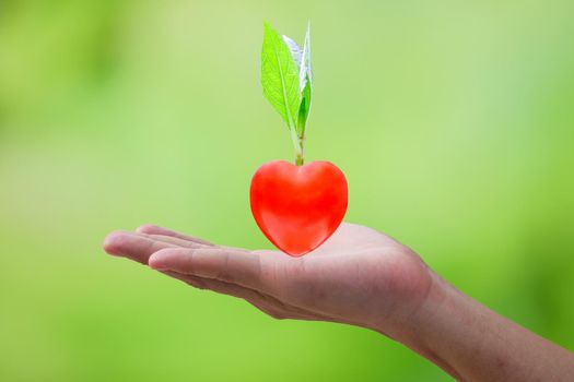 Small tree with heart-shaped roots rests on the hands of men in the concept of love tree and love the environment, on greenery blurred background