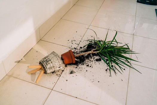 Broken flower pot on the floor with spilled soil and damaged plant. Home chores - cleaning the dirt from broken flowerpot. Flower accident with shattered ceramic pot and messy dirt on the balcony